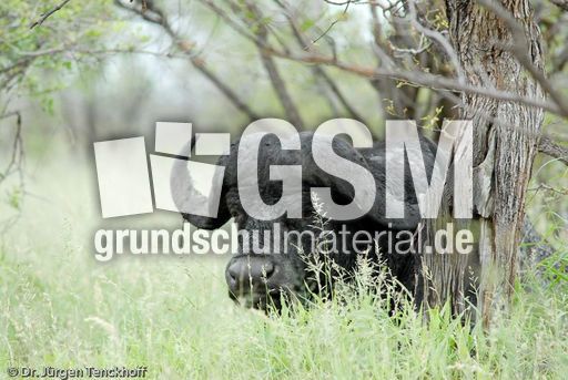 Afrikanischer Büffel (81 von 102).jpg